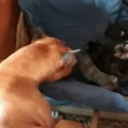 Staffordshire Terrier Steps In To Mother Tiny Kittens