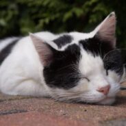 Stray Cat Shows Up at Family’s Porch to Help Them Through the Pandemic