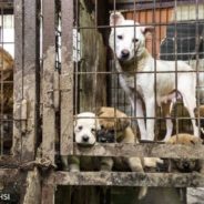 “Survivor” Dogs From Dog Meat Farms In South Korea Showcased In Photo Series by Award-Winning Photographer