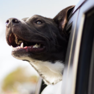 Teach your dog to enjoy car rides!