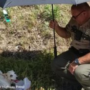 Tennessee State Trooper Earns Injured Dog’s Trust Through Acts Of Kindness Before Rescuing Her