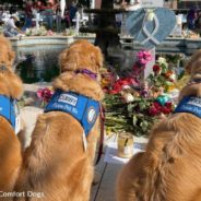 Therapy Dogs Arrive To Comfort Grieving Community After Texas Elementary School Shooting