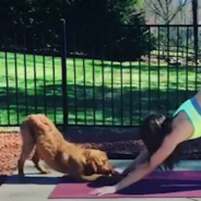 This Dog Does Everything Her Mom Does