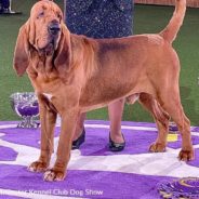 Trumpet The Bloodhound Wins “Best In Show” At Westminster Dog Show