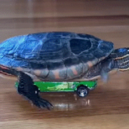 Turtle Races Around The House On A Hot Wheels Car