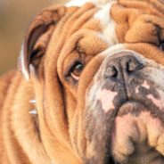 U.K. Vets Urge Animal Lovers Not to Buy English Bulldogs Until Breeding Issues Are Addressed