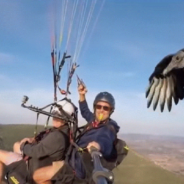 Vulture Joins Paragliders Soaring Over The Spanish Mountains