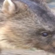 Wain is the Oldest Wombat in Captivity Says Guinness World Records