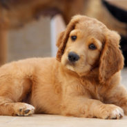 Watch a Funny Interaction Between a Golden Retriever and a Robot Vacuum