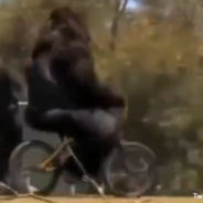 Watch a Video of a Gorilla Riding a Bike for a Good Laugh