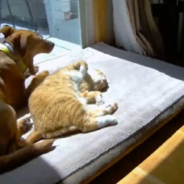 What Happens When ‘The Dog Joins The Cat’ Vs ‘When The Cat Joins The Dog’