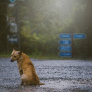 When Natural Disasters Strike: Preparedness Tips for Pet Owners