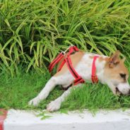 Why Do Dogs Eat Grass? 7 Reasons For This Habit