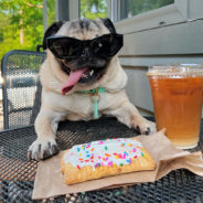 Woman Puts Her Own Twist To The Birthday Song To Celebrate Doug The Pug’s 10th Birthday