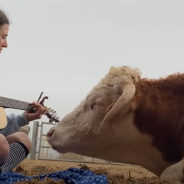 Woman Wins a Cow’s Heart Through a Song