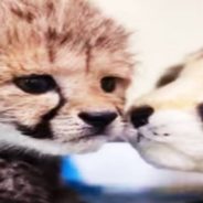 Zoo Welcomes a New Puppy to be Their Cheetah Cub’s Best Friend