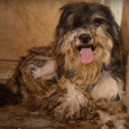 23 Neglected Dogs Rescued From ‘Most Squalid’ Conditions Rescuers Have Ever Witnessed