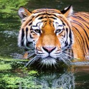 3 Ways You Can Help Tigers On International Tiger Day