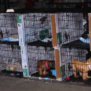 30 Dogs Rescued From Puppy Mills Walk On The Ground For The First Time