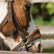 5 Ways To Keep Horses Cool In The Summer Heat