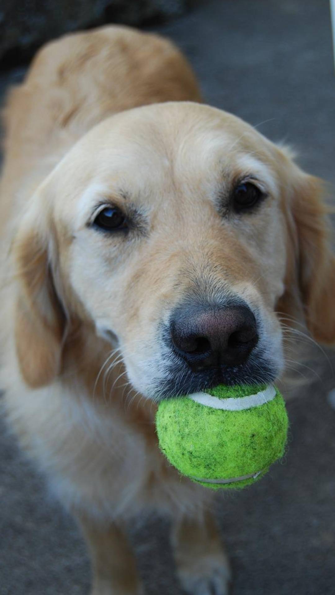 Dog is obsessed with sale ball