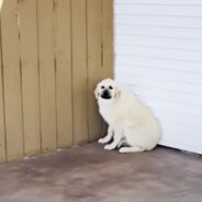 A Couple Helped Two Abandoned Dogs the Husband Found on Their Porch