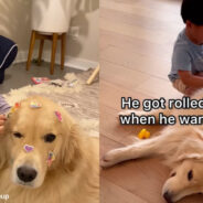 A Golden Retriever was Given the Title “Best Nanny” in an Adorable Instagram Reel