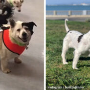 A Rescued Overweight Senior Dog Made An Amazing Transformation Under Her Dad’s Fitness Training