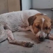 A Sick and Swollen Stray Dog Fainted in Front of a Convenience Store