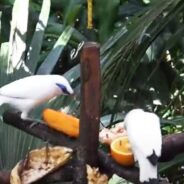 After 10 Years of Conservation Efforts, Bali Mynah are Singing Again in the Wild