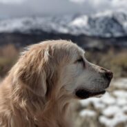 After 3 Weeks Lost In The Wild, Blind Senior Dog Found Clinging To Life In Alaska