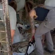 An Old Arthritic Lion and Three More Ailing Big Cats Get Rescued from an Abandoned Roadside Zoo