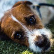 Animal Shelter Encourages People To Celebrate July 4th By “Making A Difference Instead Of Noise”