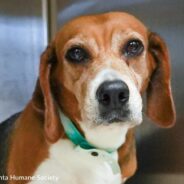 Atlanta Humane Society Takes In 51 Beagles From Animal Testing Breeding Facility