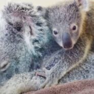 Baby Koala Keeps on Hugging and Kissing Mom who’s Getting Treated in Hospital Zoo