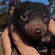 Baby Tasmanian Devil Chases Caretaker Through The Grass