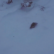 Backcountry Skiers Surprised To Find Platypus Playing In The Snow