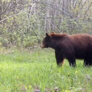 Bear Cub Caught “Being A Little Twerp” On Trail Camera