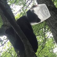 Bear Cub With Head Stuck In Plastic Jug Rescued Just In Time In Connecticut