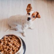 Best Dog Food for Skin Allergies