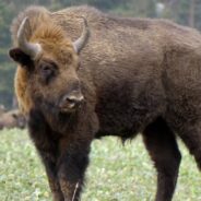 Bison Return to the United Kingdom to Help Fight Climate Change