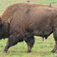 Bison Strolls By As Old Faithful Erupts Leaving Visitors In Awe