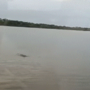 Boat Full Of Kids Rescues Wild Kitten Struggling In The Water