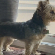 Brave Yorkie Fights Back During Coyote Attack In Broad Daylight