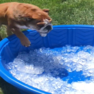 Bulldog Can’t Contain His Excitement When Mom Sets Out A Pool Of Ice