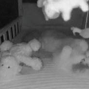 Cat Breaks Into Baby’s Room To Play With Toys Hanging Above The Crib