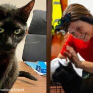 Cat Reunited with Owners Three Weeks After Escaping Carrier at Boston Logan Airport