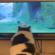 Cats Are Loving The New Video Game ‘Stray’