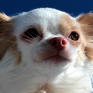 Chihuahua Makes Hilarious Face While Getting Vaccinations At The Vet