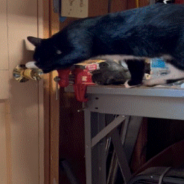 Clever Cat Escapes From Shed By Opening The Door With His Paws